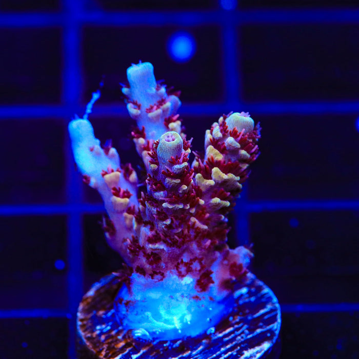 TSA Rainbow Sherbet Acropora Coral