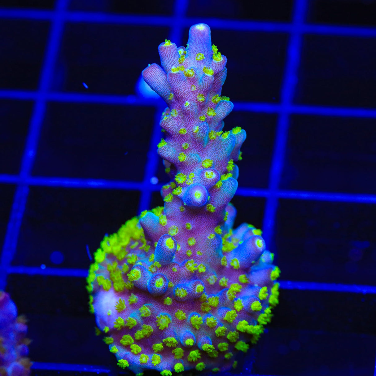 TSA Sour Patch Acropora Coral