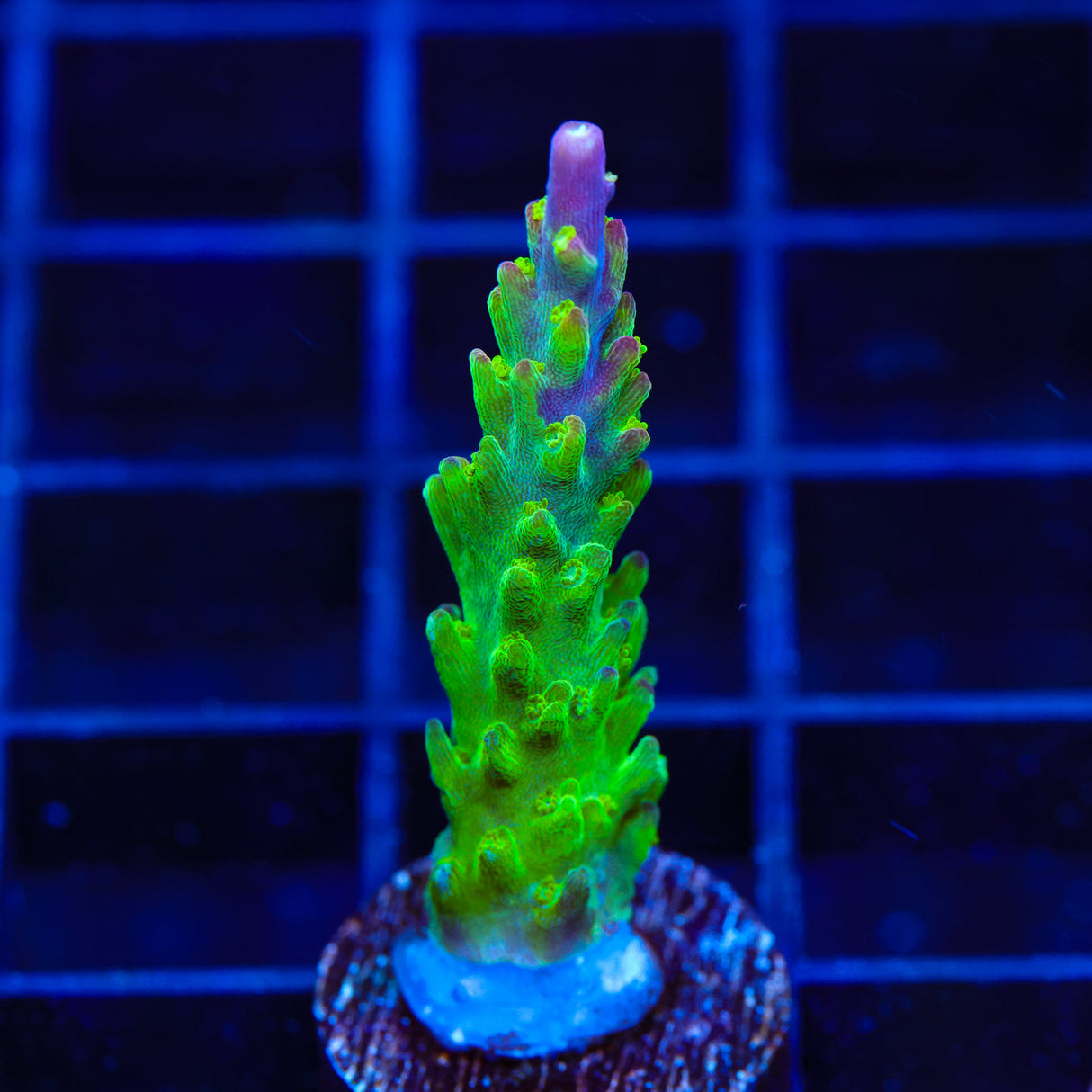 RR Rainbow Loom Acropora Coral - Top Shelf Aquatics