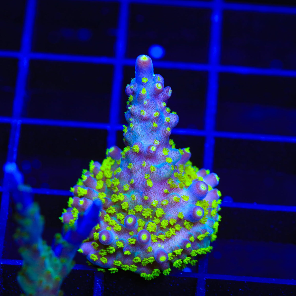 TSA Sour Patch Acropora Coral