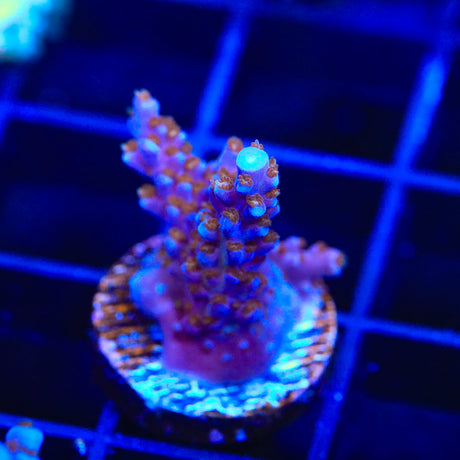 ARC Fireworks Acropora Coral