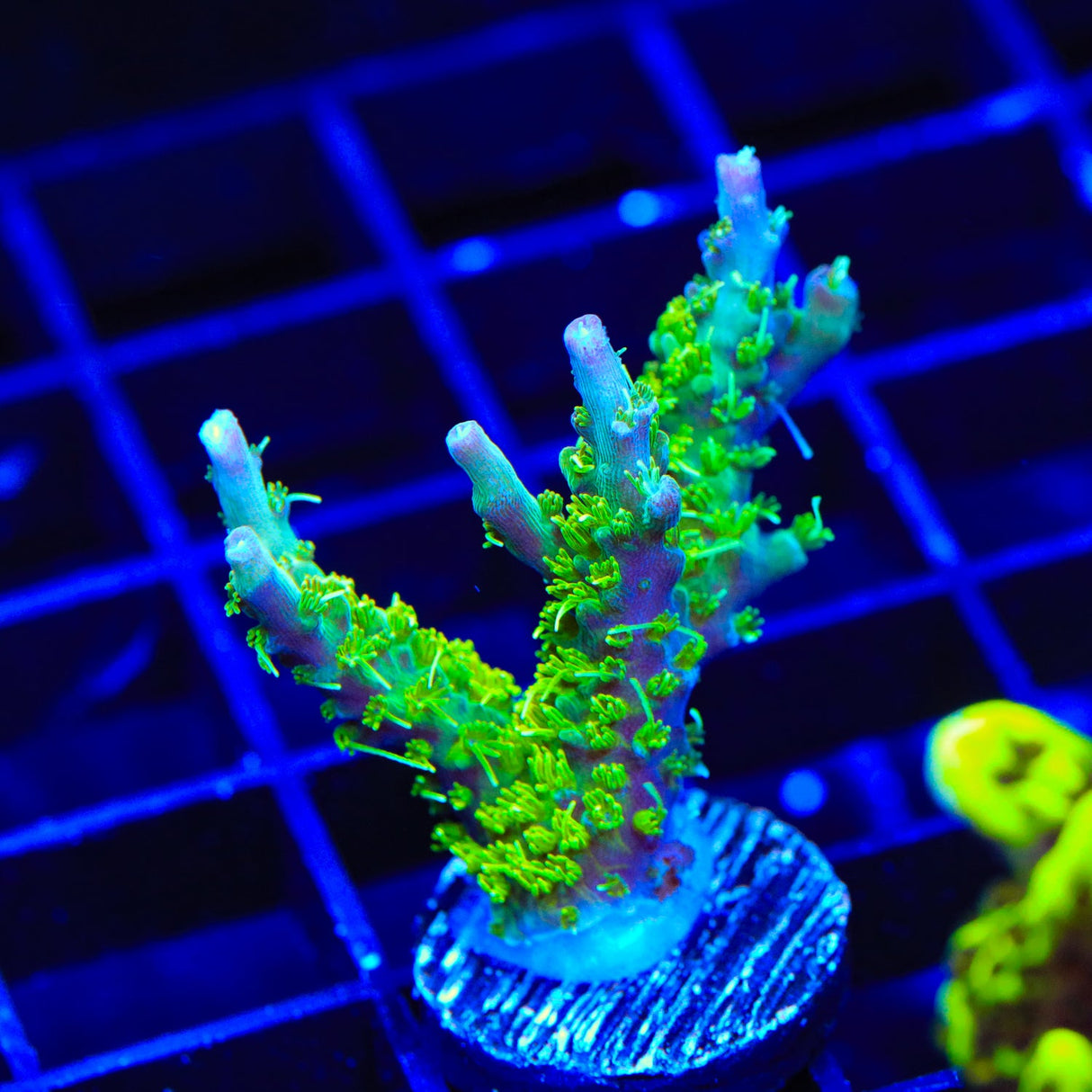 TSA Grape Ape Acropora Coral