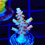 CC Voodoo Majick Acropora Coral