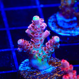 TSA Four Loko Acropora Coral