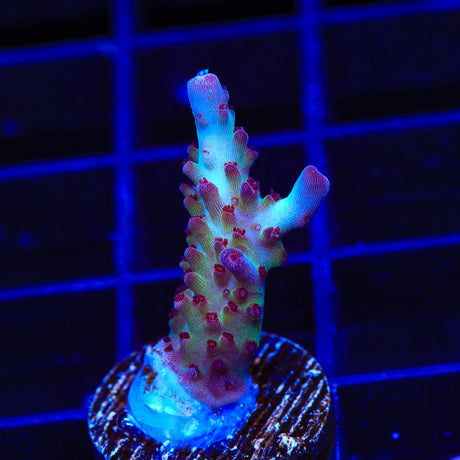 Vivids Rainbow Delight Acropora Coral