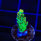 TSA Harvey Wallbanger Acropora Coral