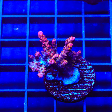 PC Rainbow Acropora XL Frag Coral