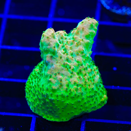 TGC Orange Creamsicle Acropora Coral