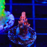 CB Maleficent Acropora Coral