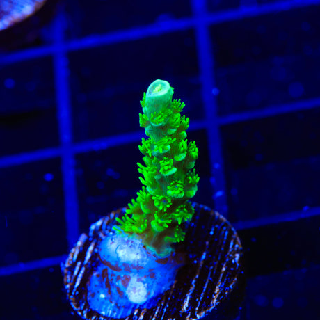 TSA The Banger Acropora Coral