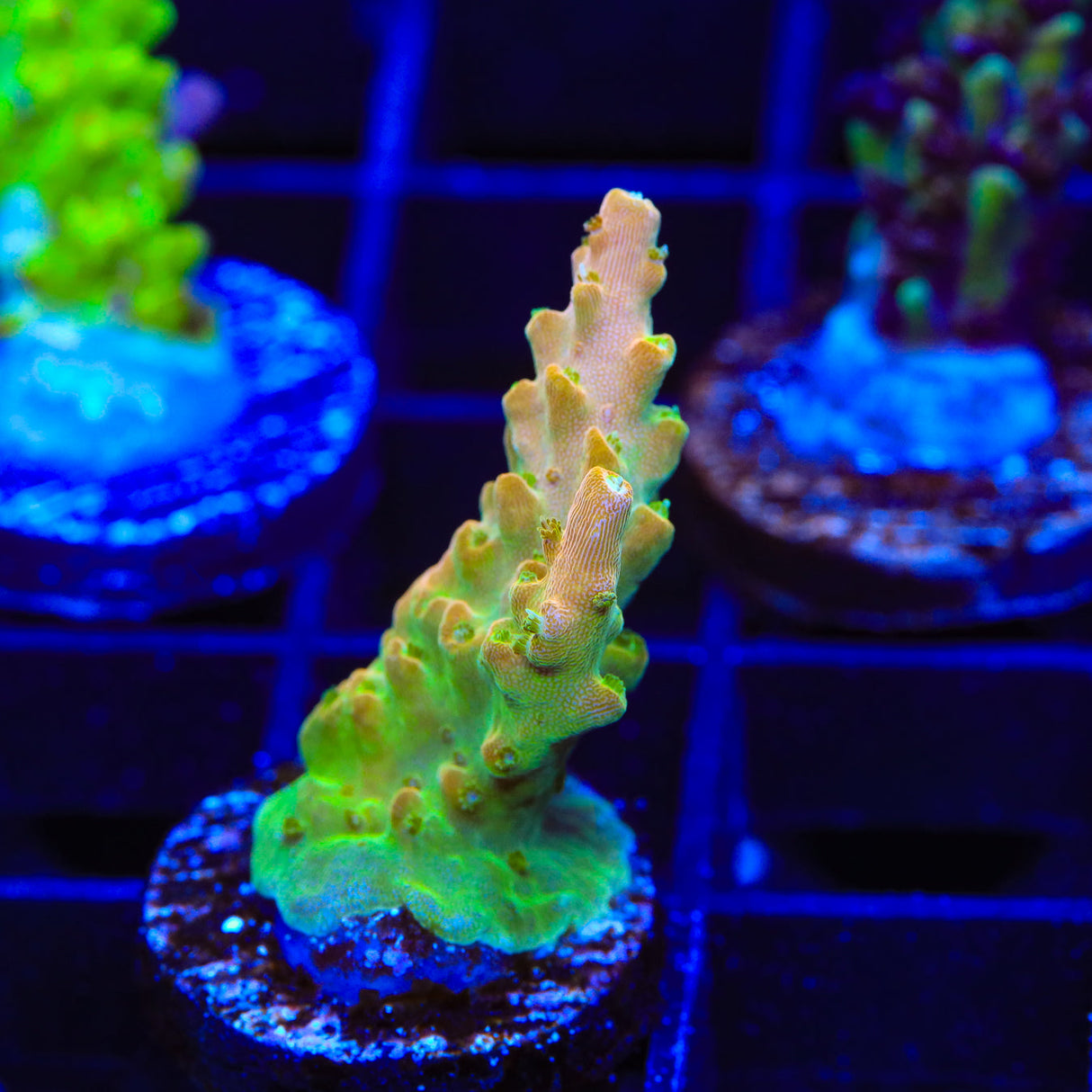 TGC Orange Creamsicle Acropora Coral