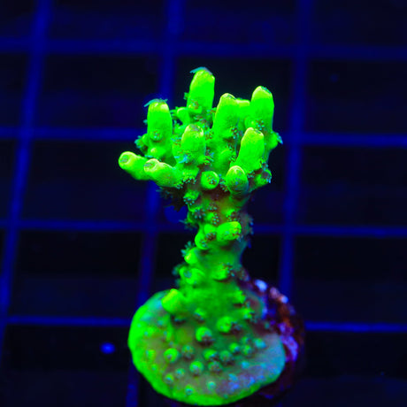 TSA Pineapple Juice Acropora Coral