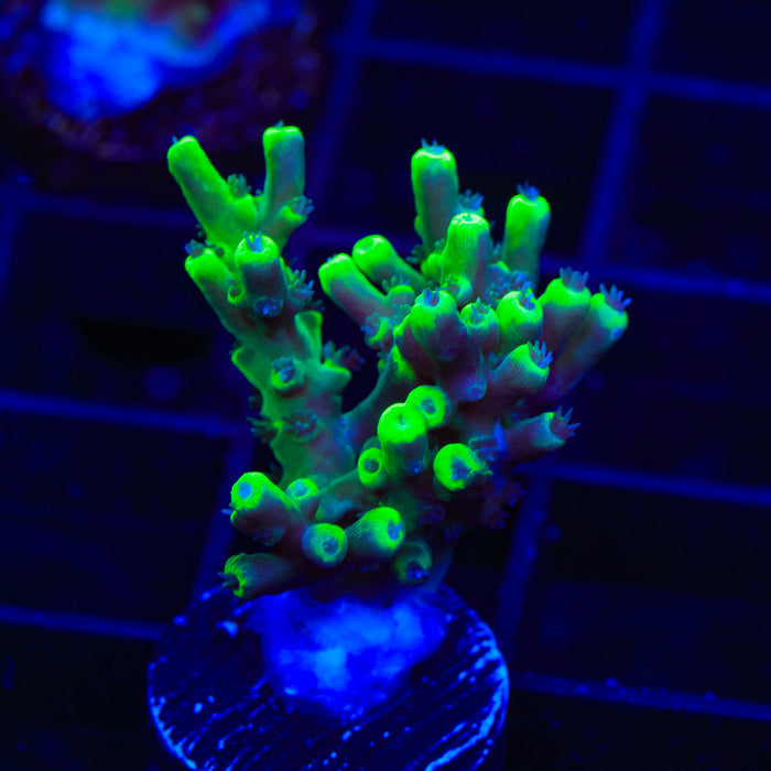 TSA Pineapple Juice Acropora Coral