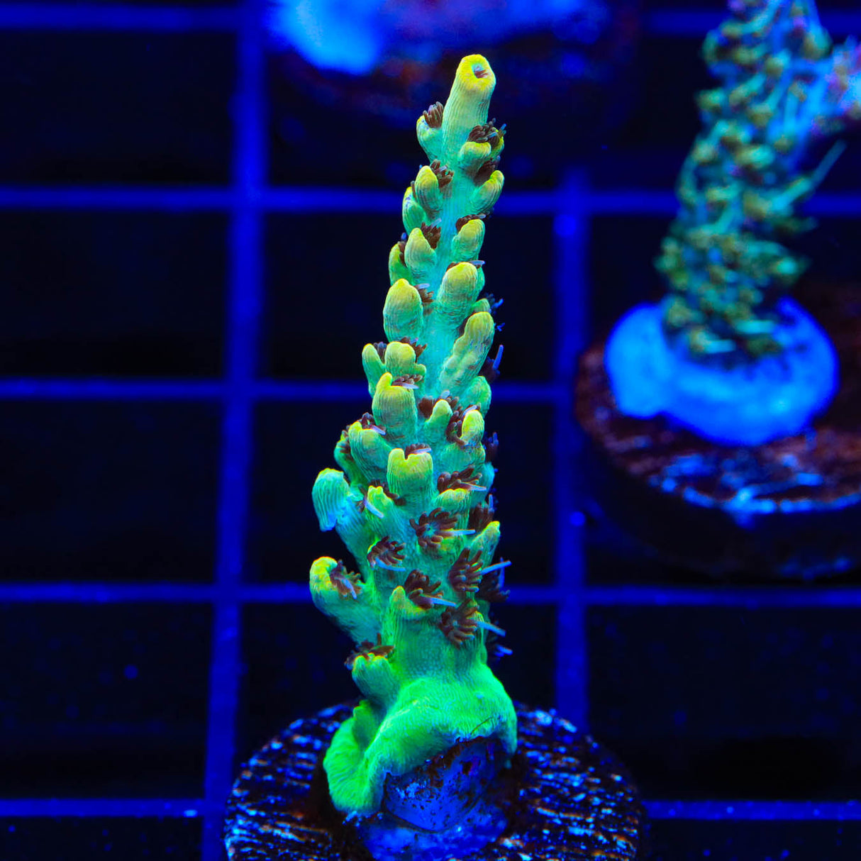 TSA Harvey Wallbanger Acropora Coral