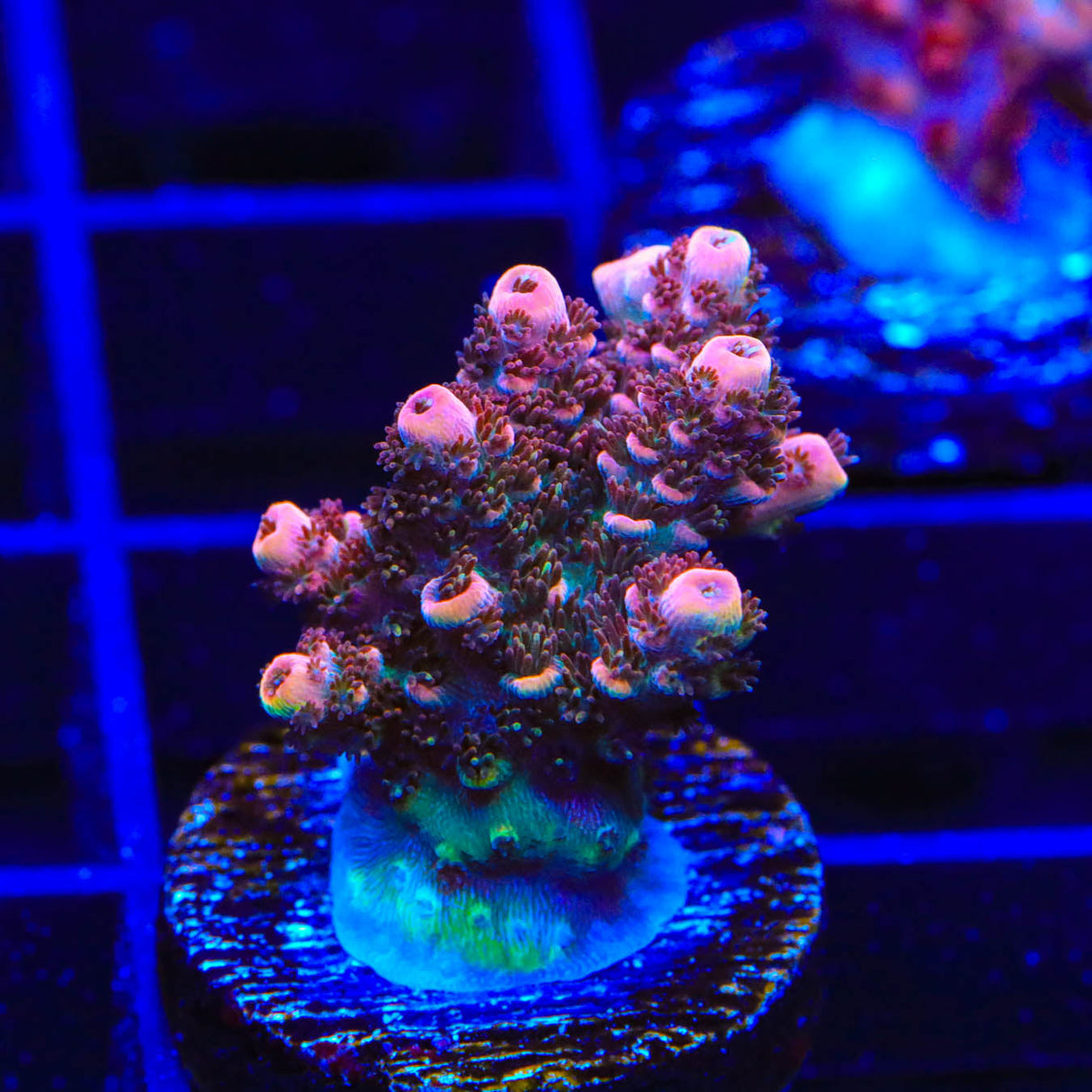 TSA Fruity Pebbles Acropora Coral