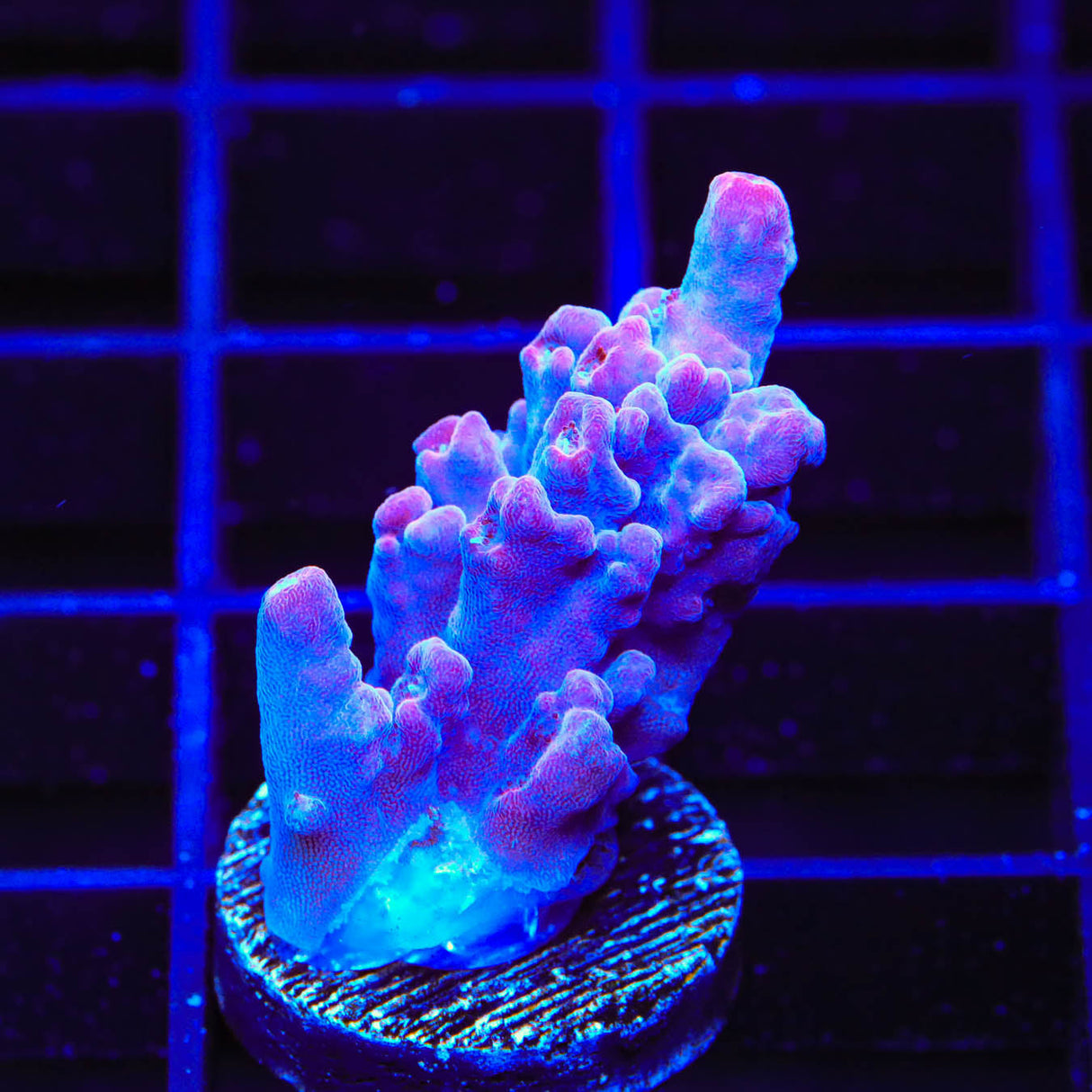 TSA Bottlerocket Acropora Coral