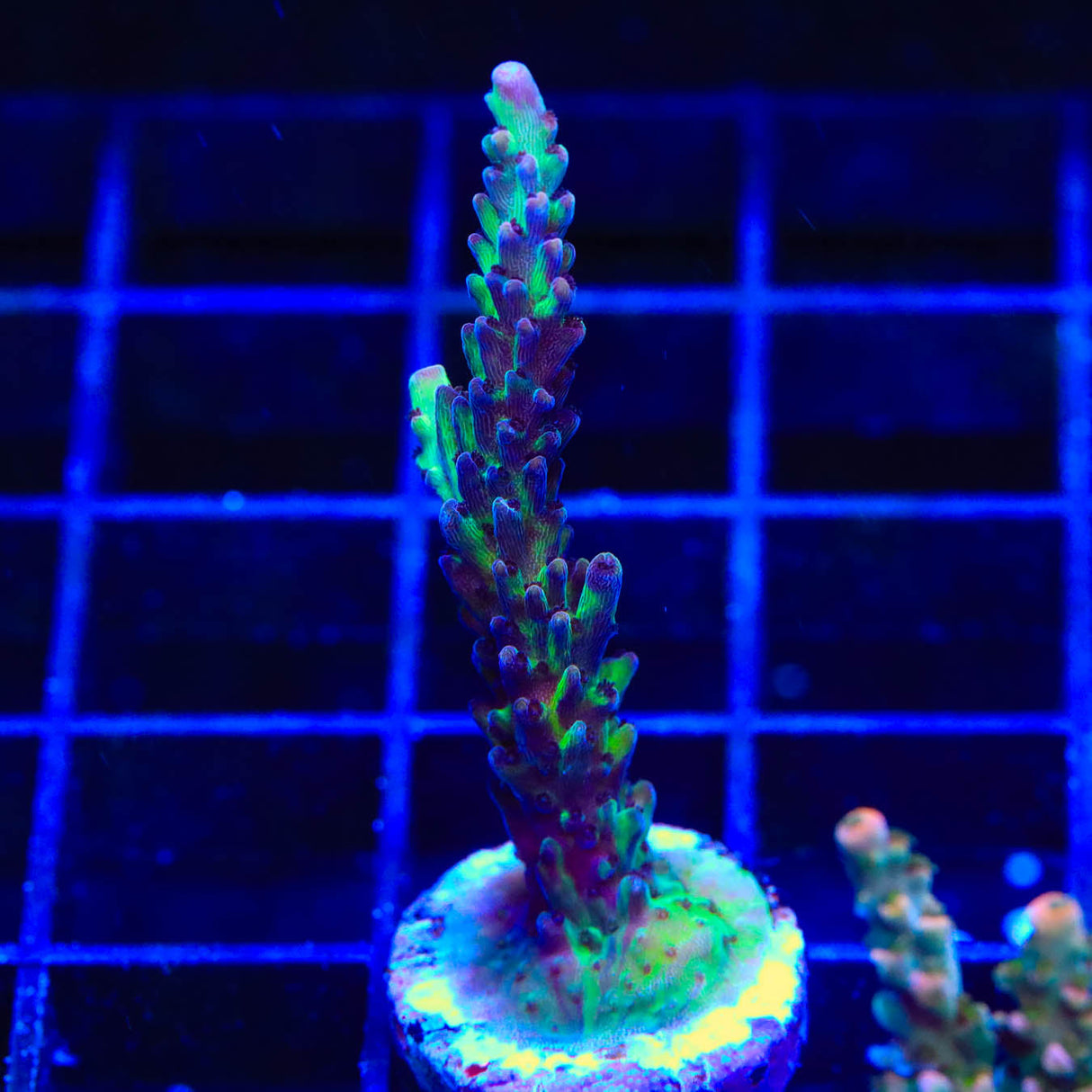 TSA Raspberry Limeade Acropora Coral