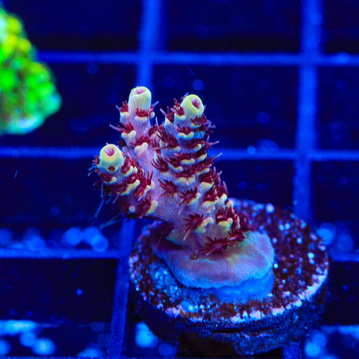 TSA Rainbow Sherbet Acropora Coral