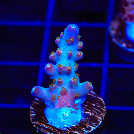 TSA Twisted Sister Acropora Coral