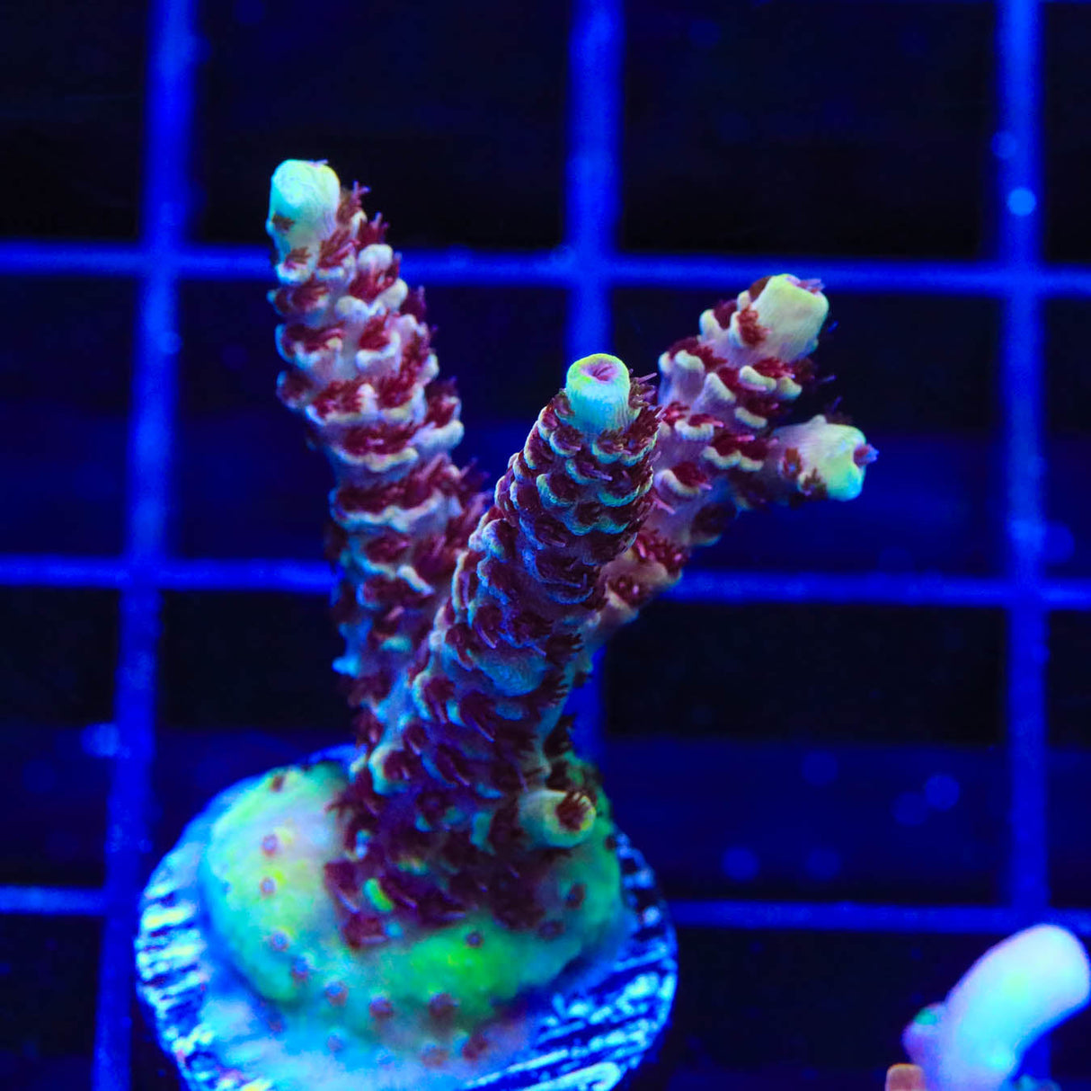 TSA Rainbow Sherbet Acropora Coral