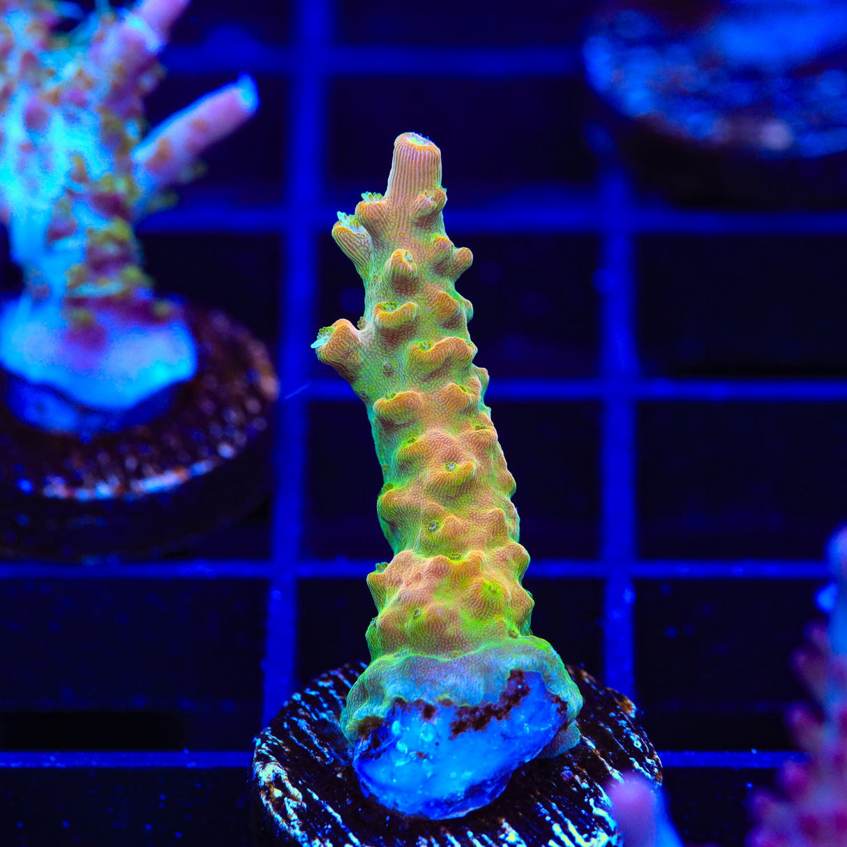 TGC Orange Creamsicle Acropora Coral