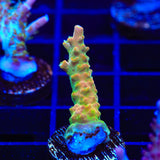 TGC Orange Creamsicle Acropora Coral