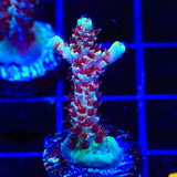 TSA Rainbow Sherbet Acropora Coral