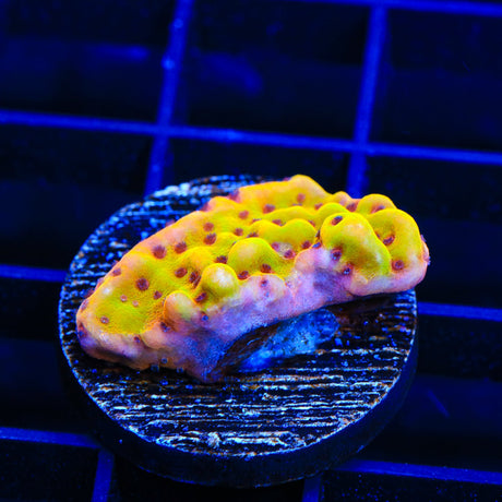 TSA Beast Montipora Coral