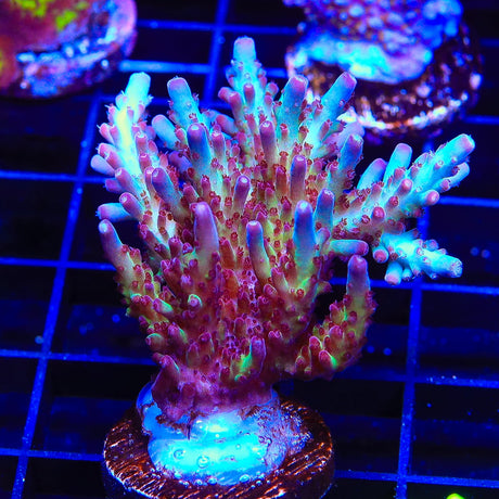 Vivids Rainbow Delight Acropora Coral