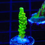 TSA The Banger Acropora Coral