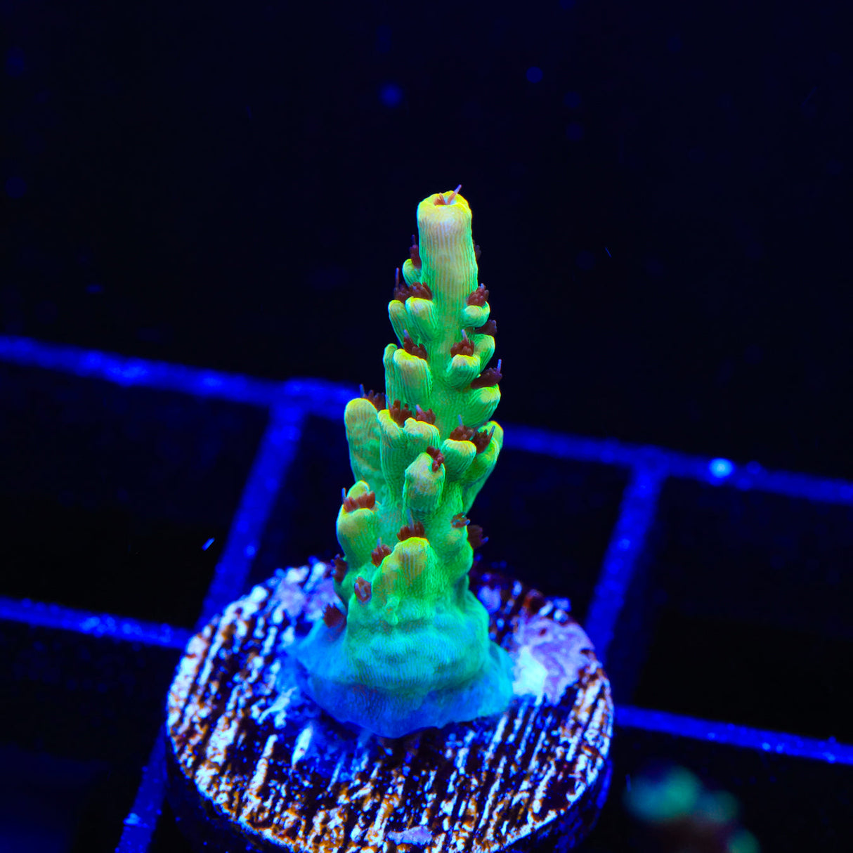 TSA Harvey Wallbanger Acropora Coral