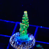 TSA Harvey Wallbanger Acropora Coral