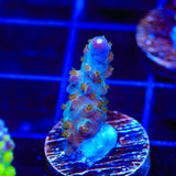 TSA Twisted Sister Acropora Coral