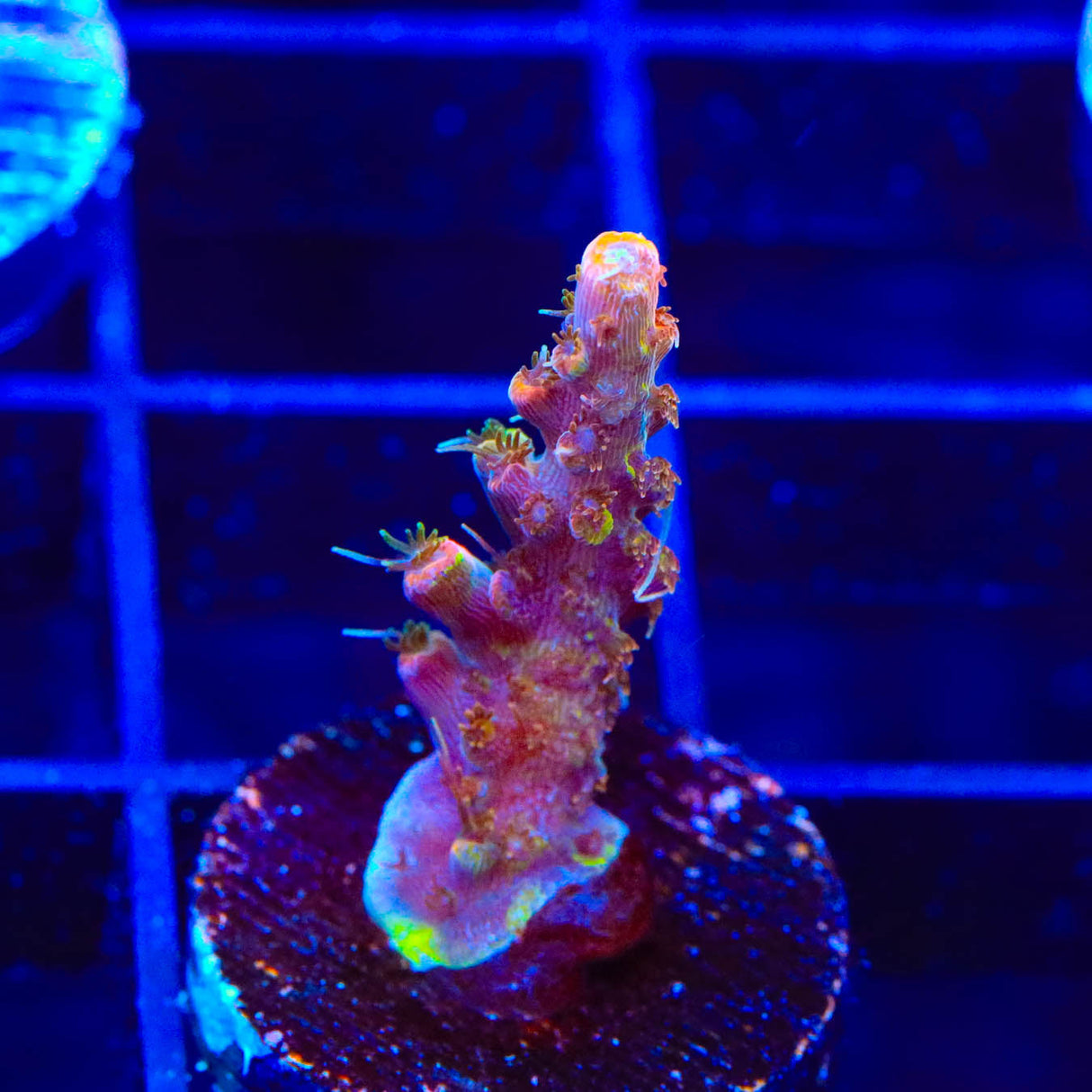 CC Voodoo Majick Acropora Coral