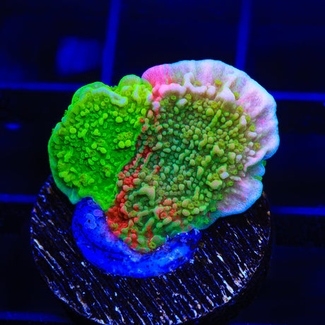 TSA Mind Meld Montipora Coral