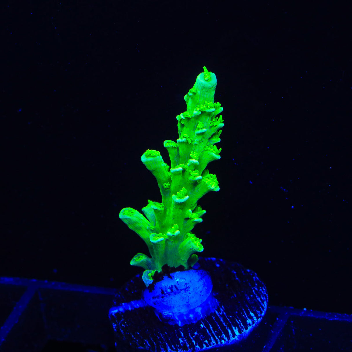 TSA Margaritaville Acropora Coral