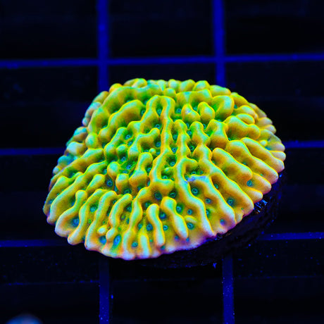 JF Beach Bum Montipora Coral