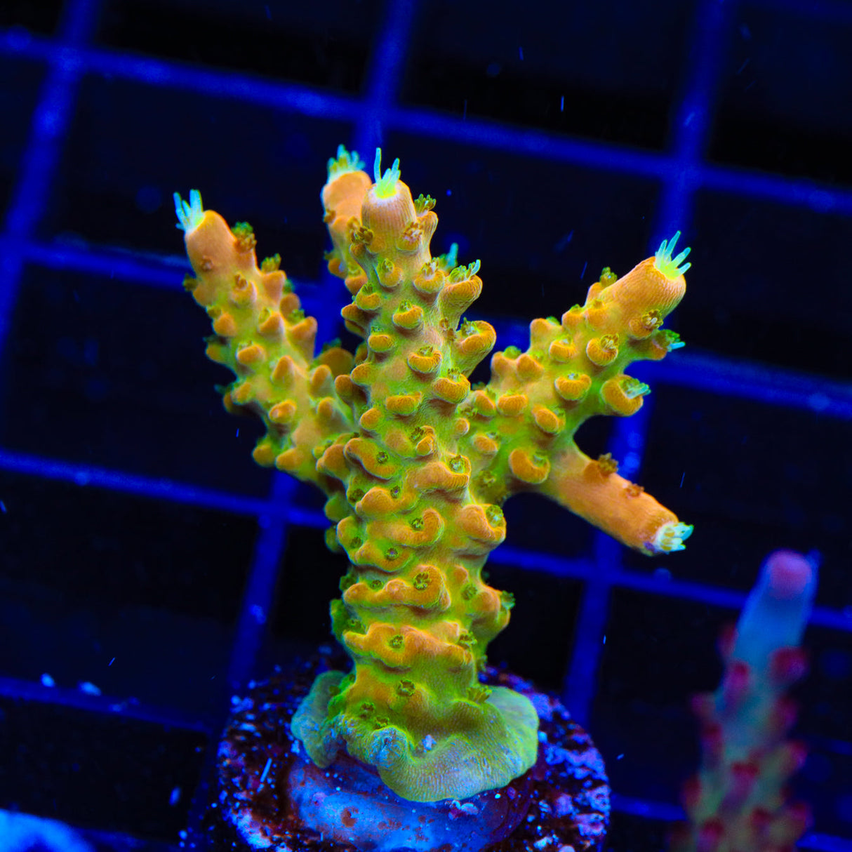 TGC Orange Creamsicle Acropora Coral - Top Shelf Aquatics