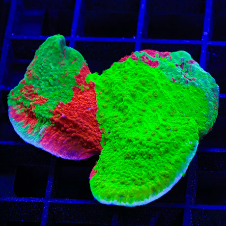 TSA Mind Meld Montipora Coral