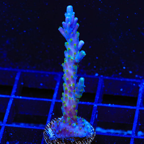 Tricolor Valida Acropora Coral