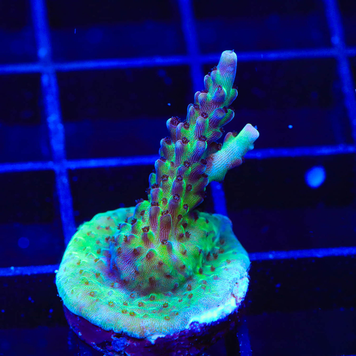 TSA Raspberry Limeade Acropora Coral