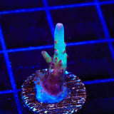 Vivids Rainbow Delight Acropora Coral