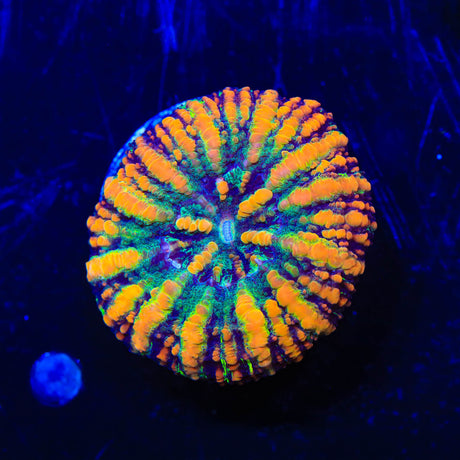 Rainbow Button Scoly Coral
