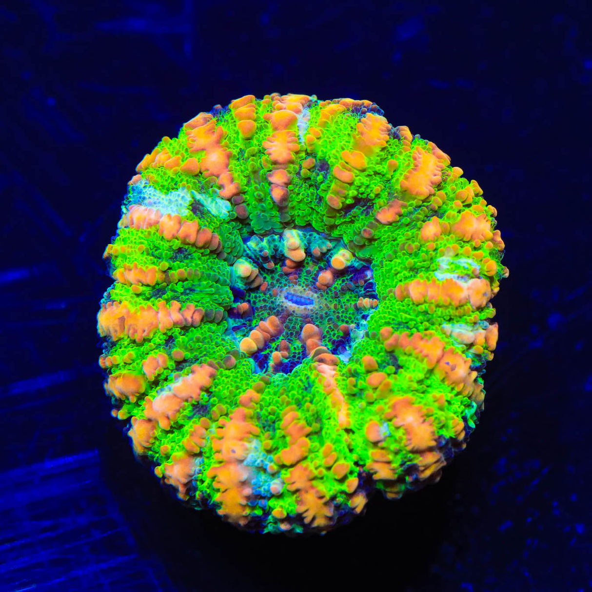 Rainbow Button Scoly Coral