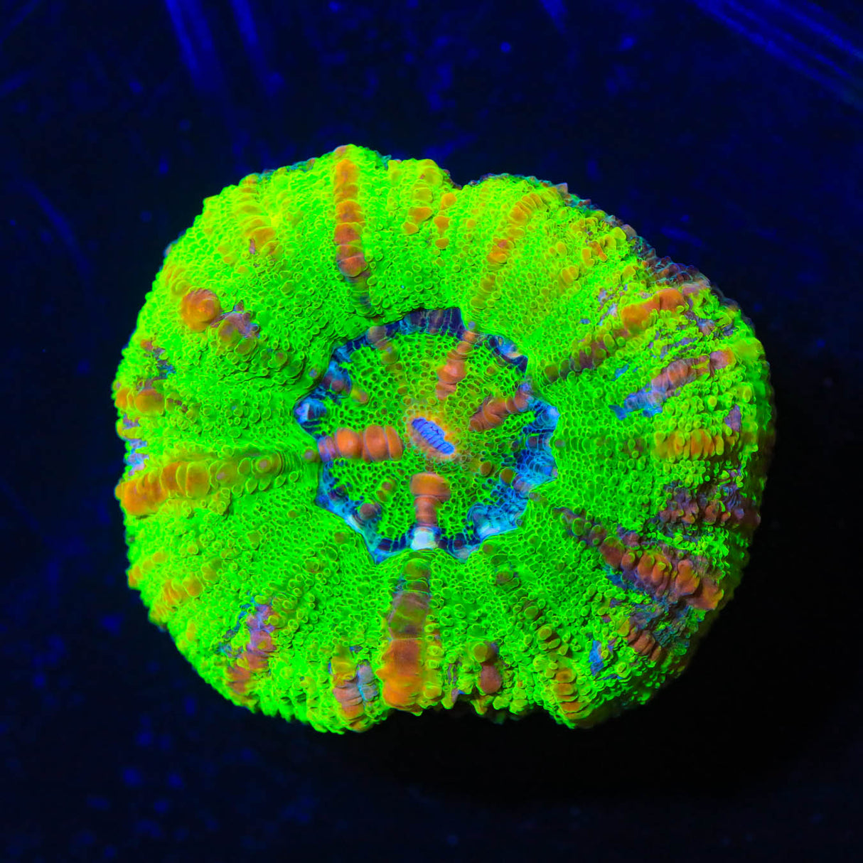 Rainbow Button Scoly Coral
