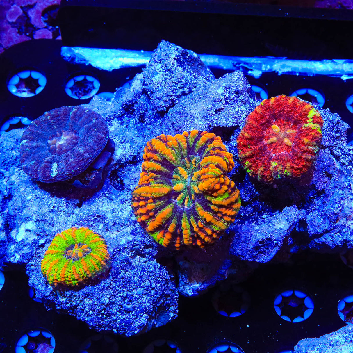 Rainbow Button Scoly Combo Rock Colony Coral
