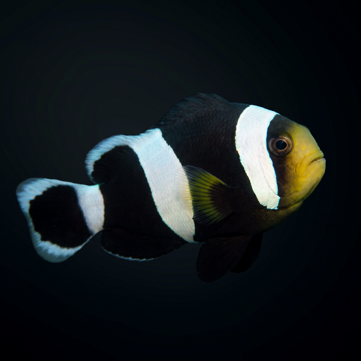 Saddleback Clownfish saltwater fish care guide