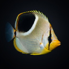 Saddleback Butterflyfish - Chaetodon ephippium