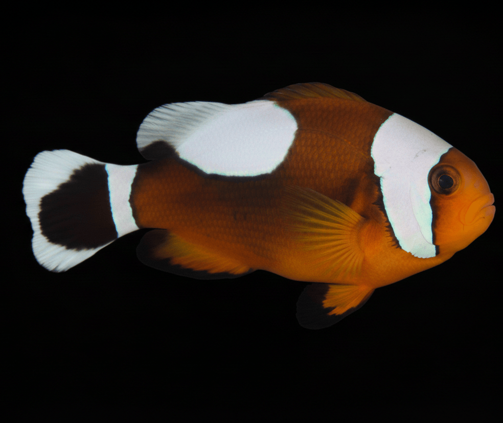 Saddleback Clownfish