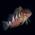 Saddled Blenny